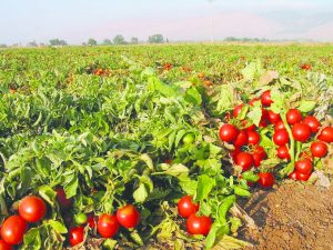 עגבניות בשדה יחצ