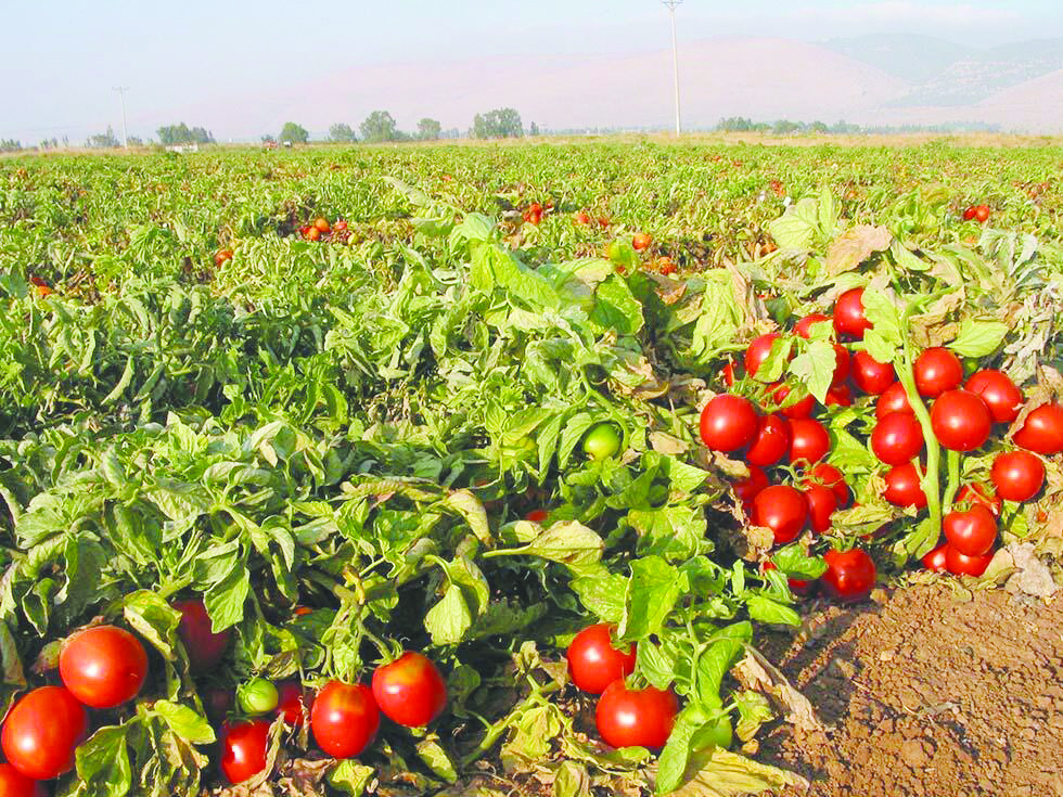 עגבניות בשדה יחצ
