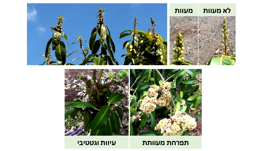 צילום מסך 2026 03 09 202320