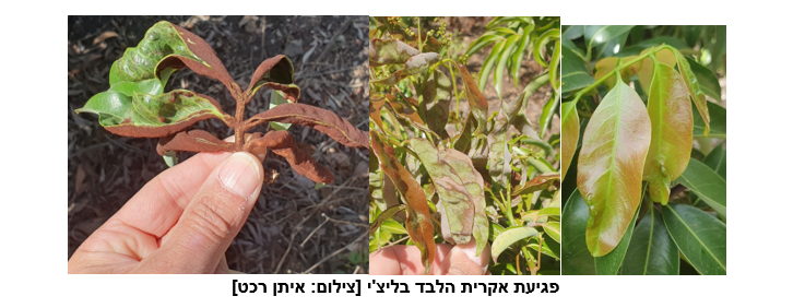 צילום מסך 2026 03 09 202351