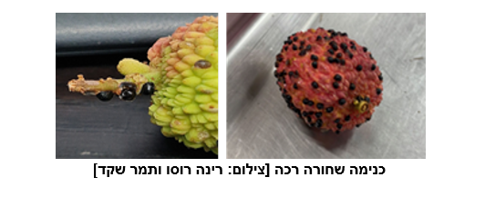 צילום מסך 2026 03 09 202407