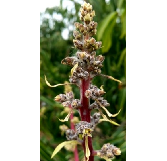 צילום מסך 2026 03 09 211805