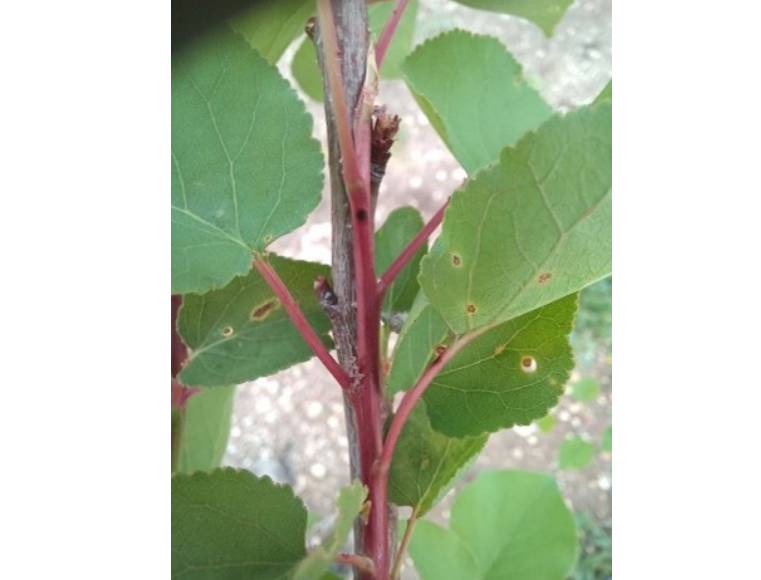 צילום מסך 2026 03 09 215413