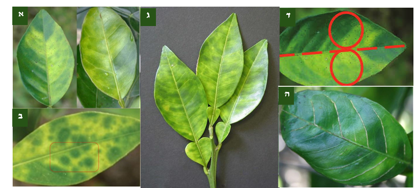 צילום מסך 2026 03 17 011850