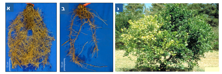 צילום מסך 2026 03 17 011903