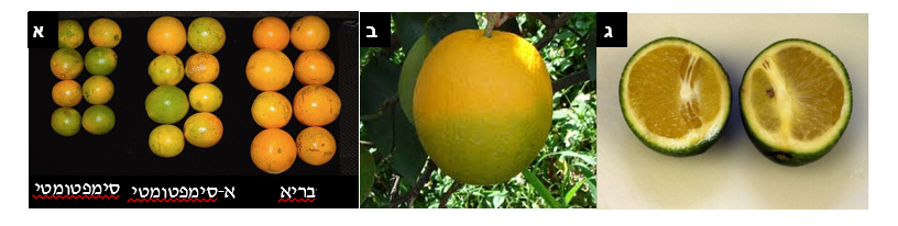 צילום מסך 2026 03 17 011920