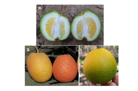 צילום מסך 2026 03 17 011959