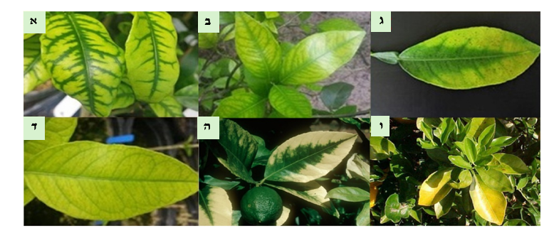 צילום מסך 2026 03 17 012018