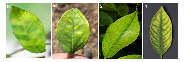 צילום מסך 2026 03 17 012039