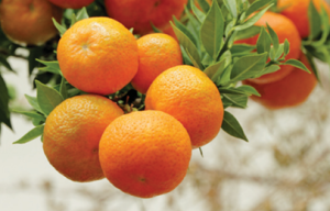 צילום מסך 2026 03 17 014235