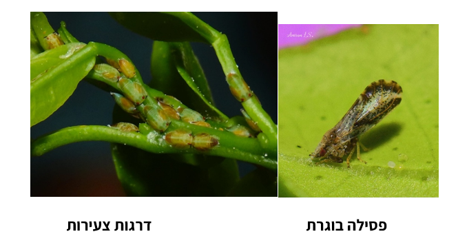 צילום מסך 2026 03 17 115144