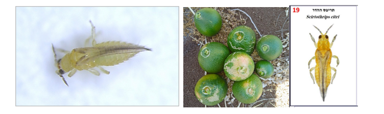 צילום מסך 2026 03 17 115227