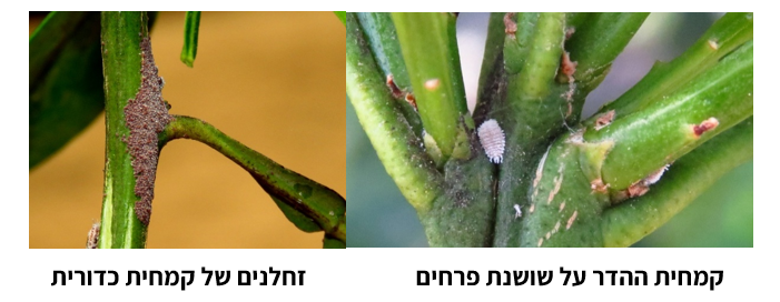 צילום מסך 2026 03 17 115251