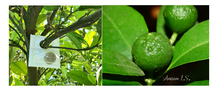 צילום מסך 2026 03 17 115314