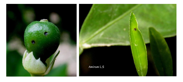 צילום מסך 2026 03 17 115425