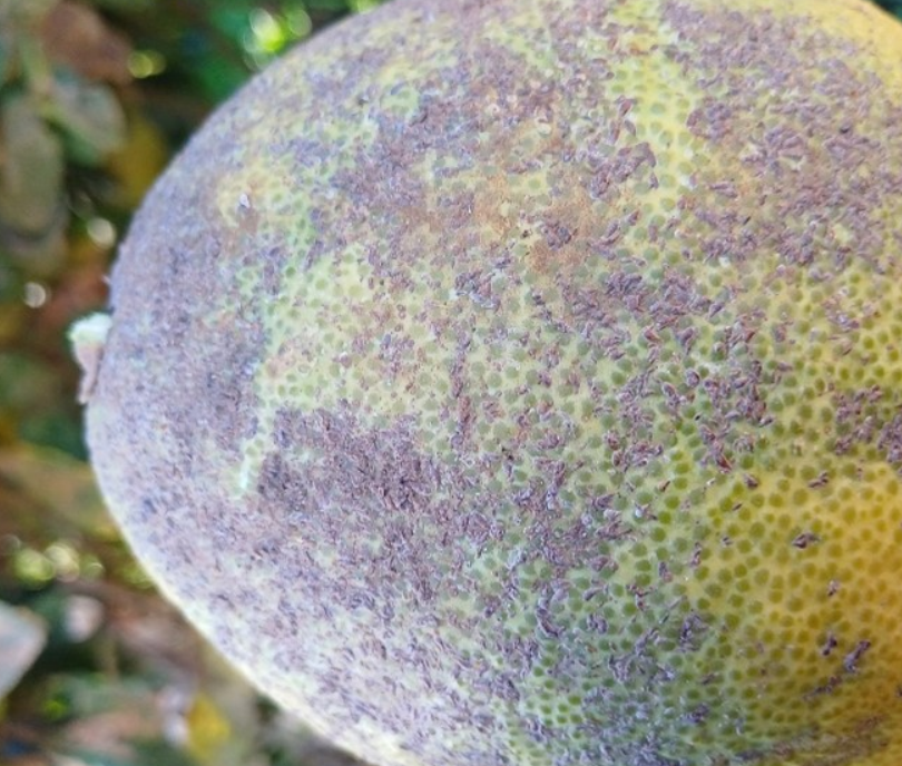 צילום מסך 2026 03 17 131322