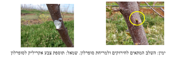 צילום מסך 2026 03 23 210033