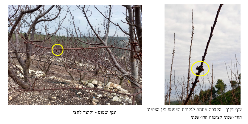 צילום מסך 2026 03 23 210055