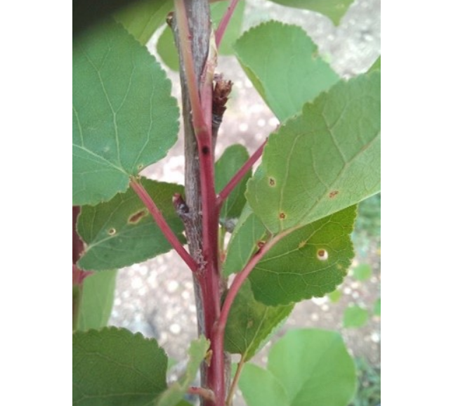 צילום מסך 2026 03 23 214038