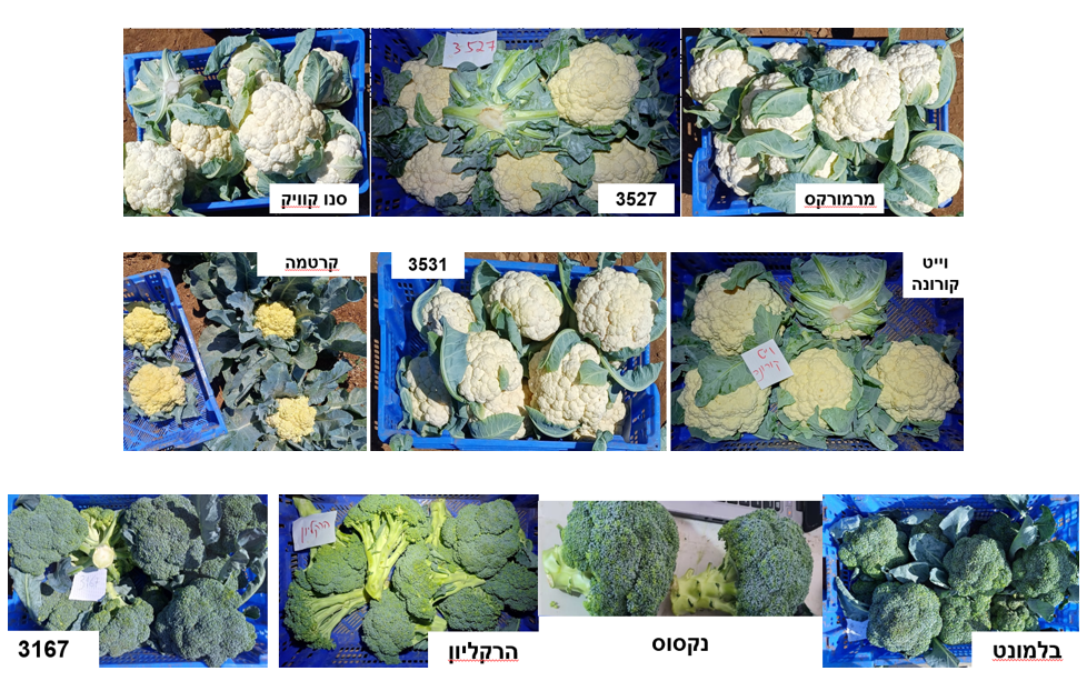 צילום מסך 2026 03 28 132247