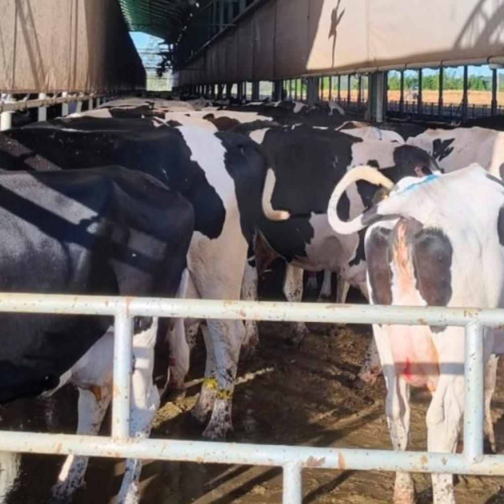 צילום מסך 2026 03 29 021356