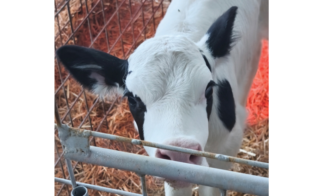 צילום מסך 2026 03 29 113653