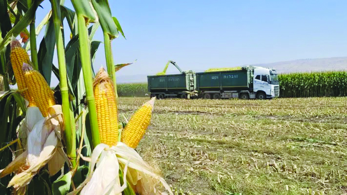 צילום פייסל הייב