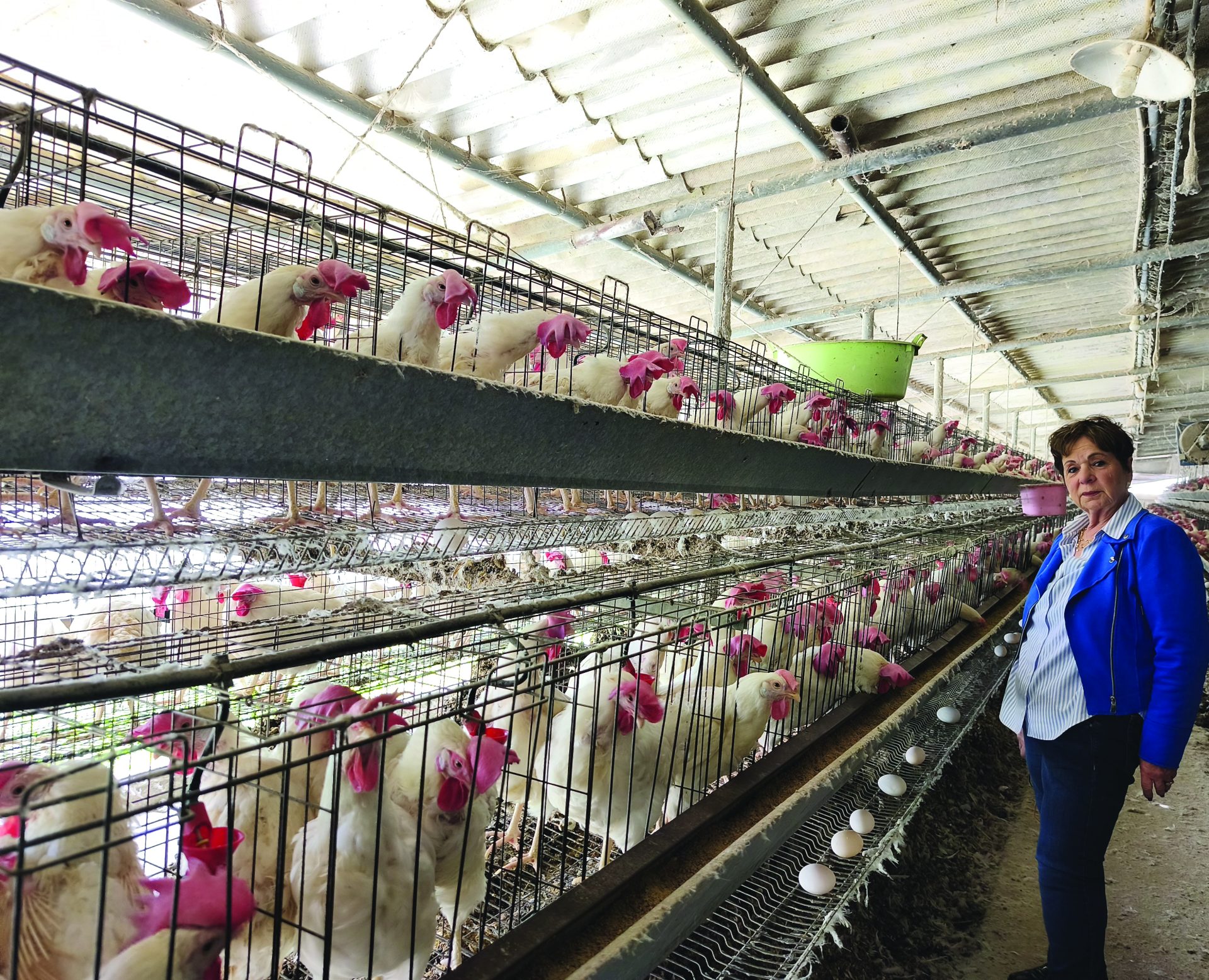 רחל בלול המטילות