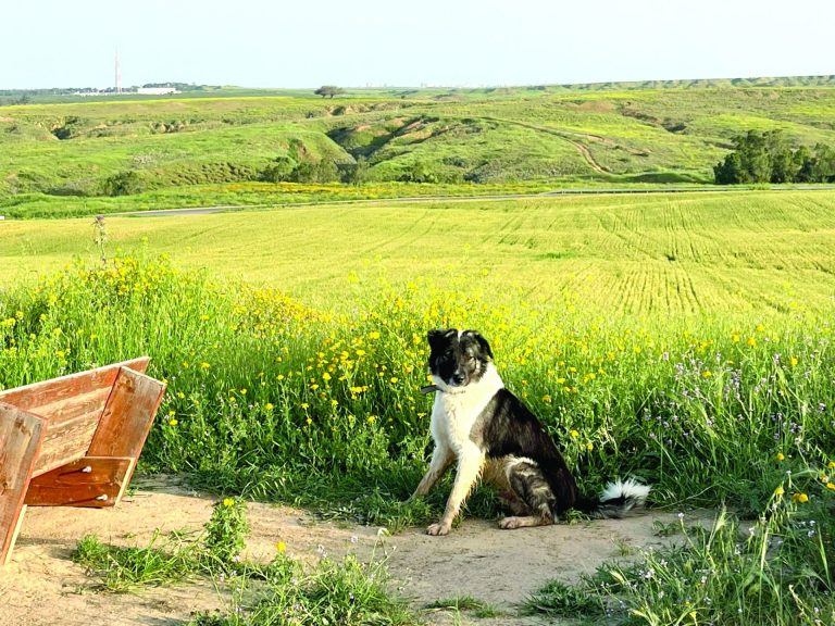 תמונה 1 1d249c58 0803 4f11 9540 ccb8f7613983