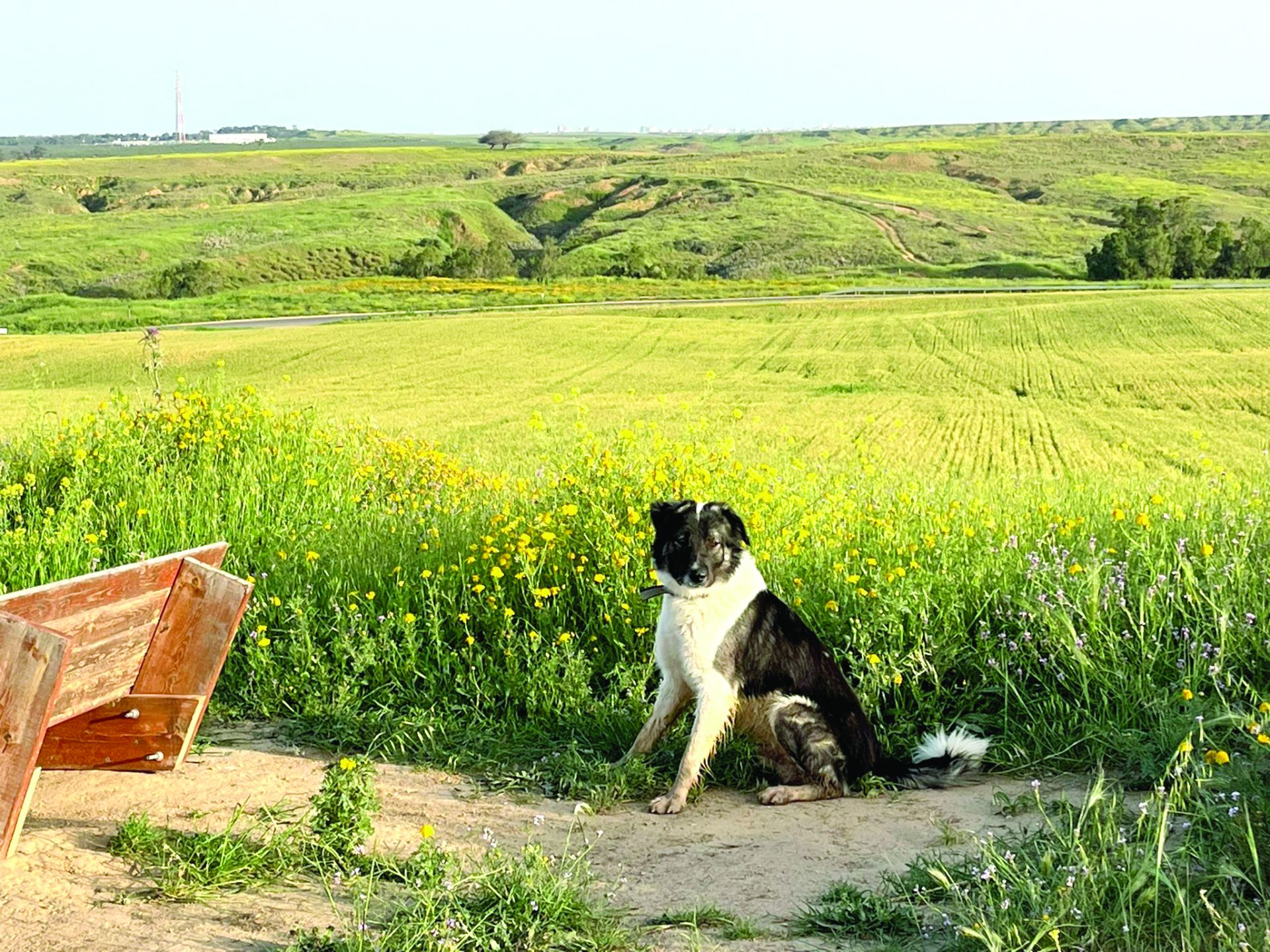 תמונה 1 1d249c58 0803 4f11 9540 ccb8f7613983