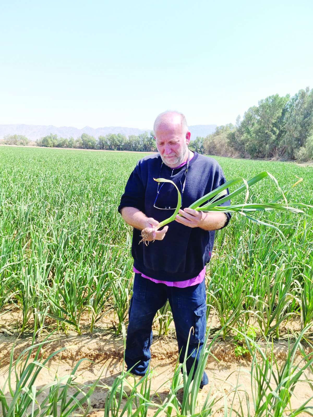 תמונה דרול2