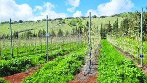 תמונה מלכיה