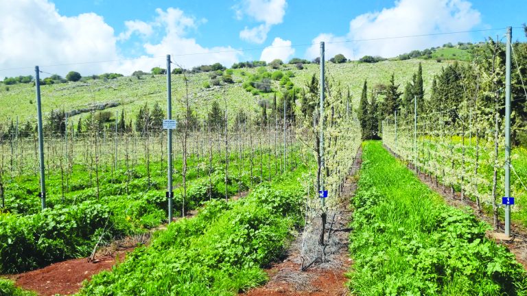 תמונה מלכיה