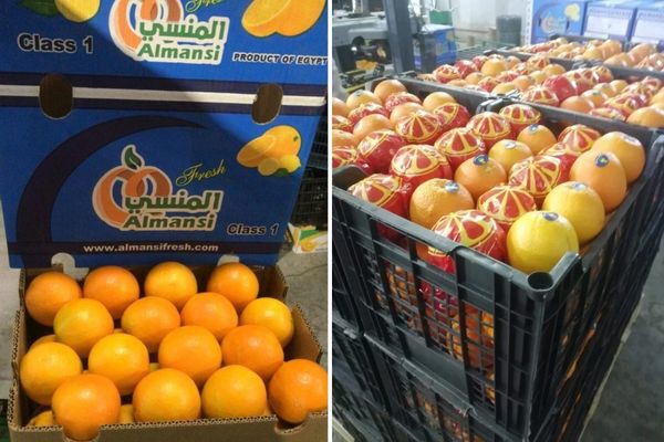 תפוזים מצריים של אלמנסי (1)