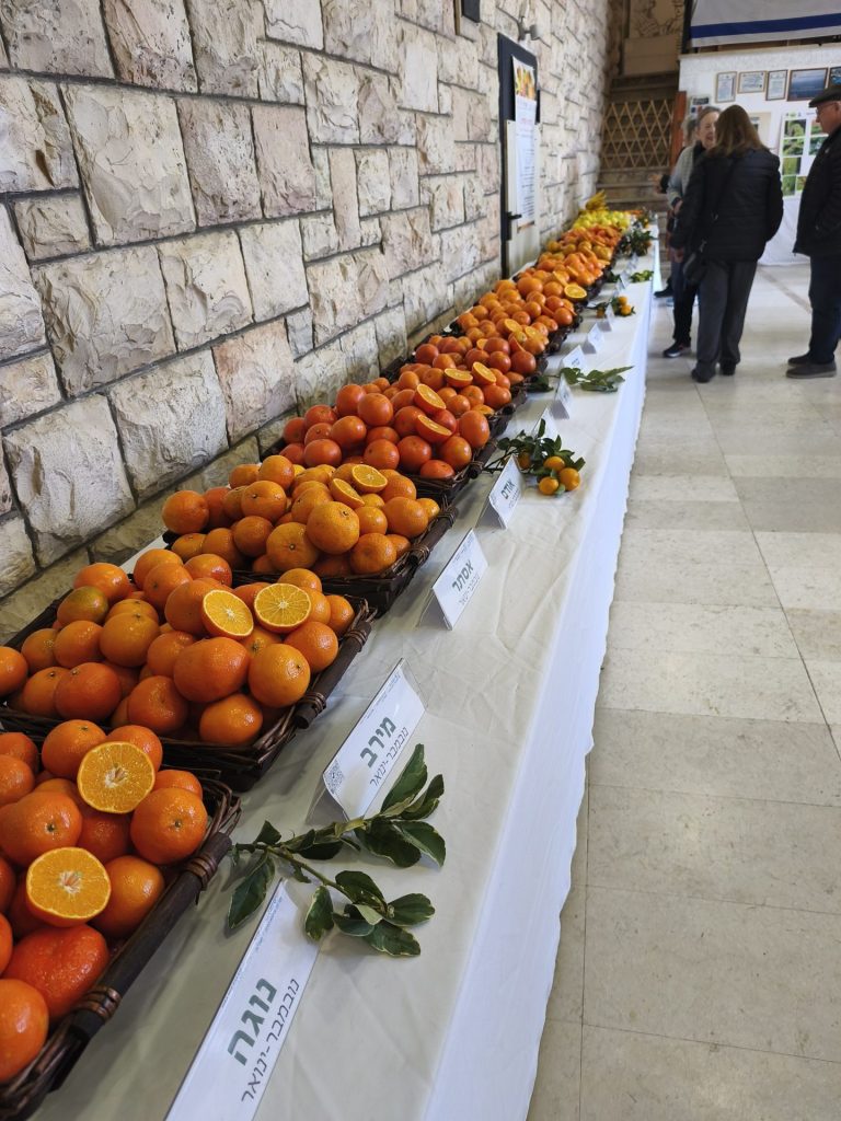 תצוגת זני הדרים
