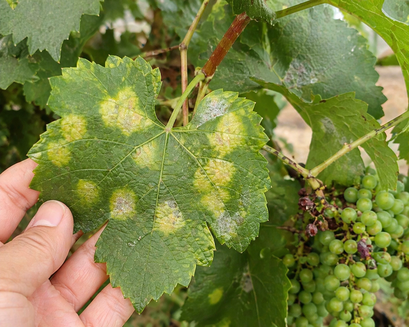 ChatGPT Image Apr 27, 2026, 07 17 03 PM