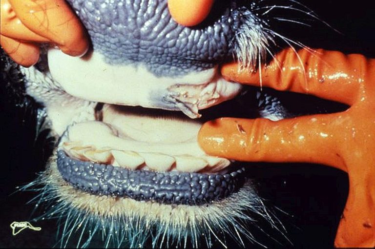 Foot and mouth disease in mouth