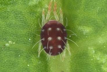 אקרית אירופית