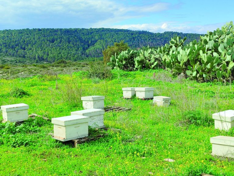 כוורות דבורים בשטח, הבצורת פגעה בענף עמוס דה וינטר