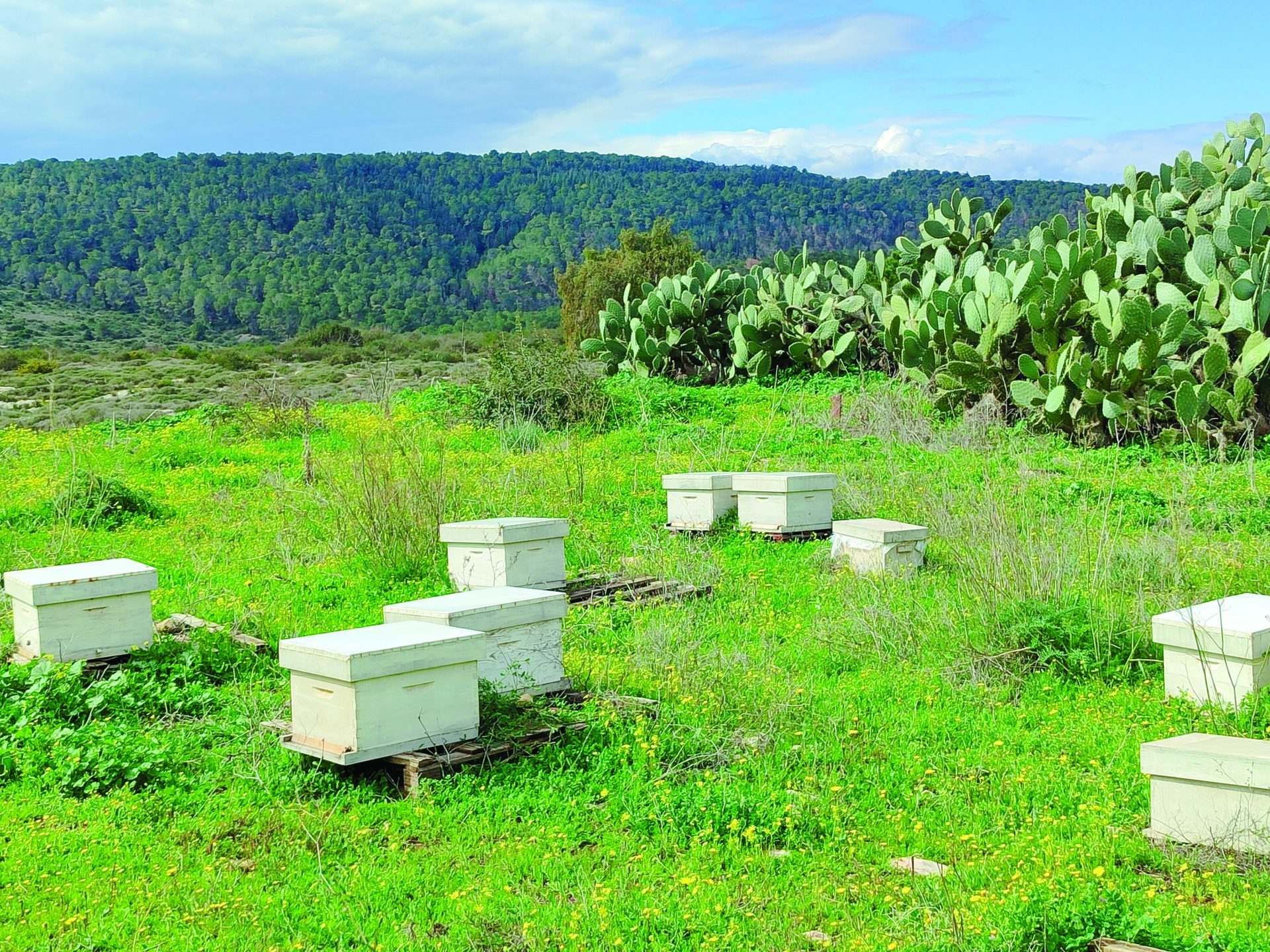 כוורות דבורים בשטח, הבצורת פגעה בענף עמוס דה וינטר