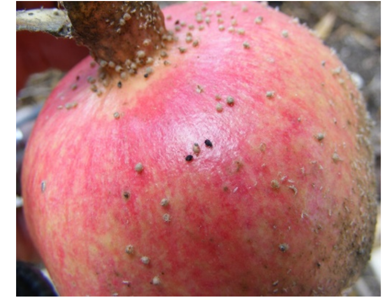 צילום מסך 2026 04 14 102750