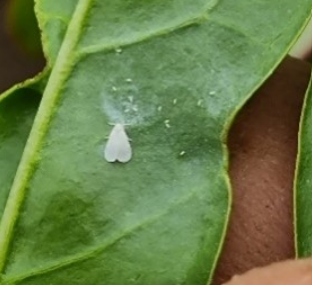 צילום מסך 2026 04 14 104642