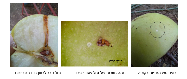 צילום מסך 2026 04 14 110040