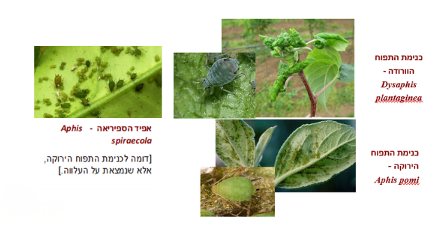 צילום מסך 2026 04 14 110352