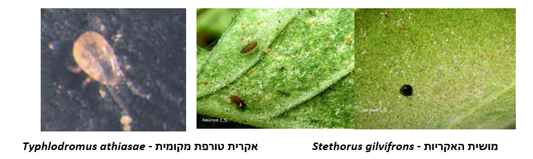 צילום מסך 2026 04 14 110744