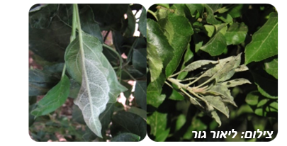 צילום מסך 2026 04 14 110824