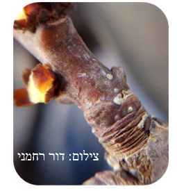 צילום מסך 2026 04 14 111737