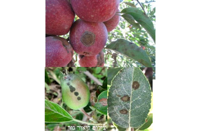 צילום מסך 2026 04 14 112909