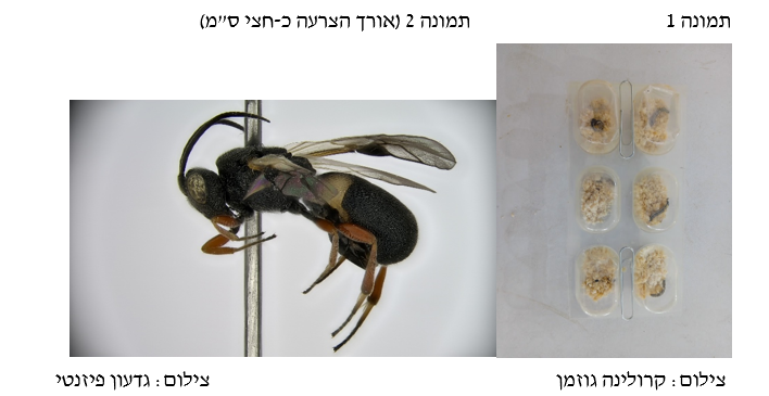 צילום מסך 2026 04 27 192632