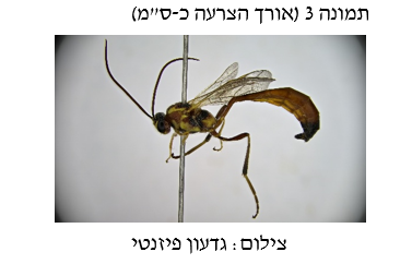 צילום מסך 2026 04 27 192712